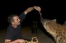 <p>Balázs Buzás feed wild Spotted Hyenas (<em>Crouta crocuta</em>) near the Fallana Gate in Harar, ETHIOPIA</p>